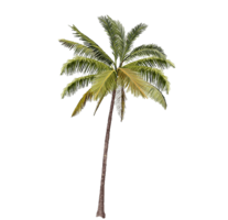 nature & Palm tree free transparent png image.
