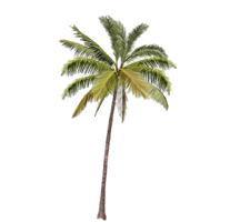 nature & palm tree free transparent png image.