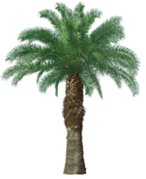 nature & Palm tree free transparent png image.