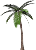 nature & Palm tree free transparent png image.