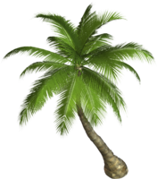 nature & palm tree free transparent png image.