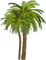 nature & Palm tree free transparent png image.