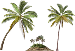 nature & palm tree free transparent png image.