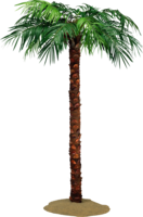 nature & Palm tree free transparent png image.
