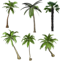 nature & palm tree free transparent png image.