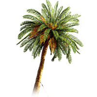 nature & Palm tree free transparent png image.