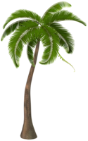 nature & Palm tree free transparent png image.