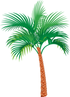 nature & Palm tree free transparent png image.