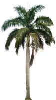 nature & Palm tree free transparent png image.