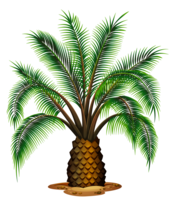 nature & Palm tree free transparent png image.