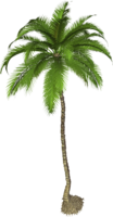 nature & palm tree free transparent png image.