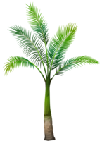 nature & palm tree free transparent png image.