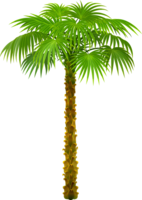 nature & Palm tree free transparent png image.