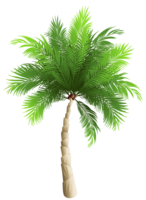 nature & palm tree free transparent png image.