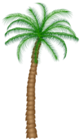 nature & Palm tree free transparent png image.