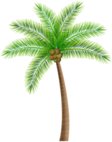 nature & palm tree free transparent png image.