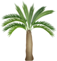 nature & palm tree free transparent png image.