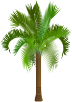 nature & Palm tree free transparent png image.