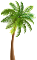 nature & palm tree free transparent png image.