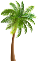 nature & Palm tree free transparent png image.