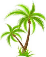 nature & palm tree free transparent png image.