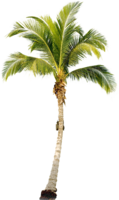 nature & Palm tree free transparent png image.