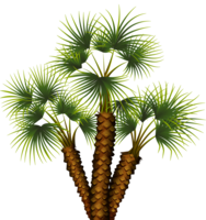 nature & Palm tree free transparent png image.