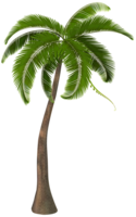 nature & palm tree free transparent png image.