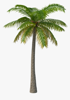 nature & Palm tree free transparent png image.