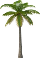 nature & Palm tree free transparent png image.