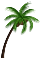 nature & Palm tree free transparent png image.