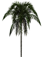 nature & Palm tree free transparent png image.
