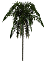 nature & palm tree free transparent png image.