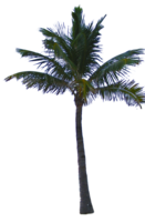 nature & Palm tree free transparent png image.