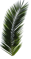 nature & palm tree free transparent png image.