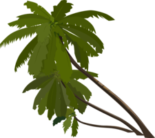 nature & Palm tree free transparent png image.
