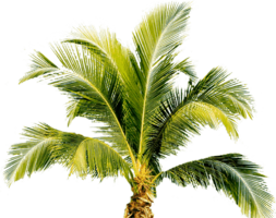nature & Palm tree free transparent png image.