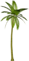 nature & Palm tree free transparent png image.