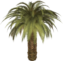 nature & Palm tree free transparent png image.