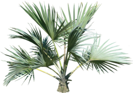 nature & palm tree free transparent png image.