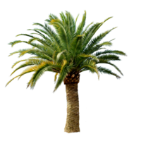 nature & Palm tree free transparent png image.
