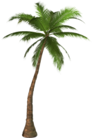 nature & palm tree free transparent png image.