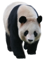 animals & Panda free transparent png image.