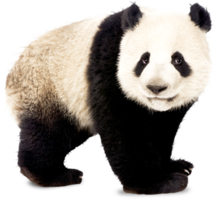 animals & panda free transparent png image.