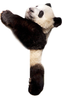 animals & Panda free transparent png image.