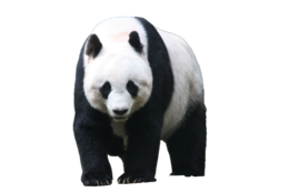 animals & panda free transparent png image.