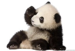 animals & Panda free transparent png image.