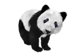 animals & panda free transparent png image.