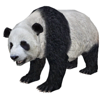 animals & Panda free transparent png image.