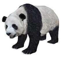 animals & panda free transparent png image.